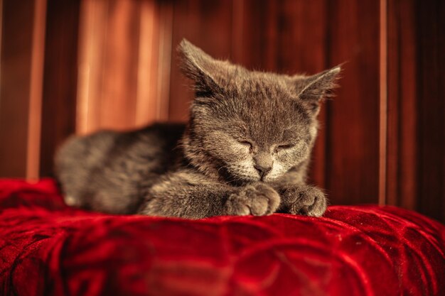 Un gatito gris sereno duerme en un otomano rojo desgastado bañado en la suave luz del sol