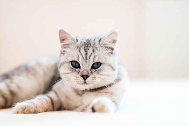 Gatito gris en el sofá Mascota pedigrí peluda en el interior Concepto de pequeños mejores amigos