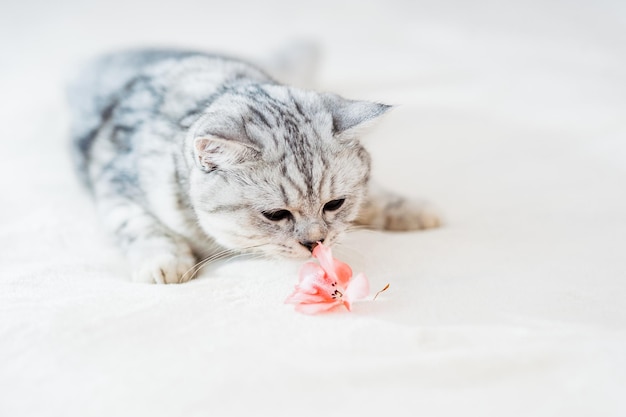 Gatito gris en el sofá Mascota pedigrí peluda en el interior Concepto de pequeños mejores amigos