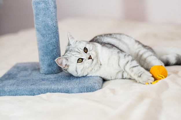 Gatito gris en el sofá Mascota pedigrí peluda en el interior Concepto de pequeños mejores amigos