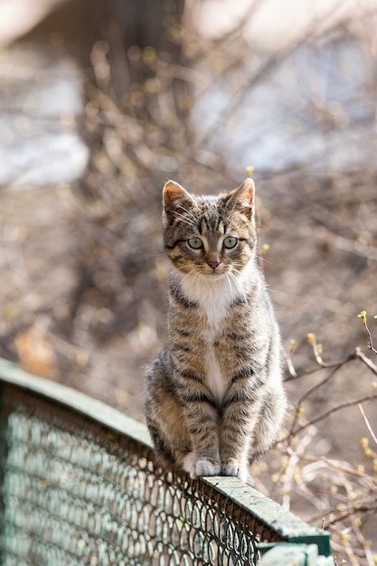 Gatito gris en la valla