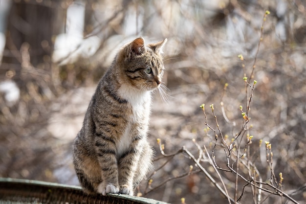 Gatito gris en la valla