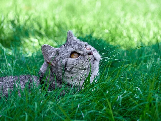 Gatito en la hierba verde.