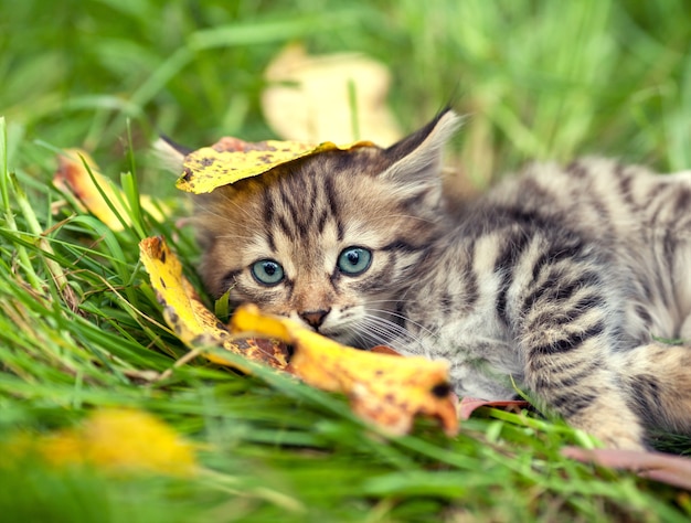 Gatito con hojas caídas en la cabeza recostada sobre la hierba