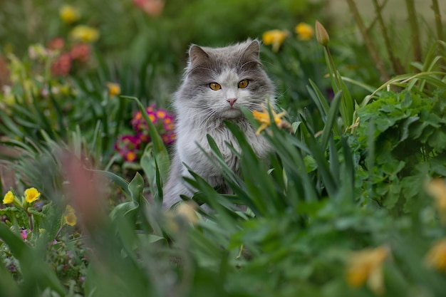 Gatito en el jardín con flores en el fondo Gatito sentado cerca de un macizo de flores