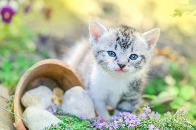 Gatito en el jardín con flores en el fondo