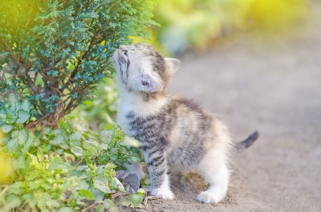 Gatito en el jardín con flores en el fondo