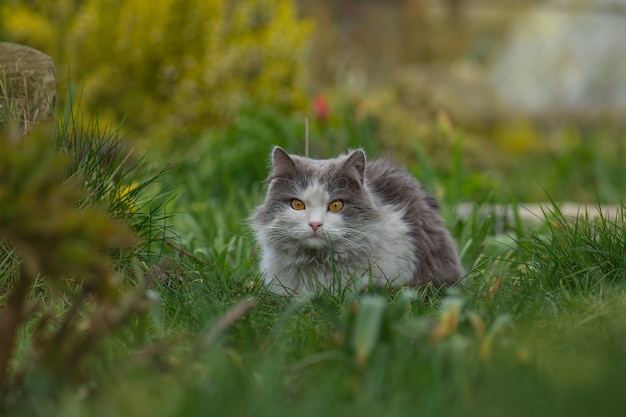 Gatito en el jardín con flores sobre fondo