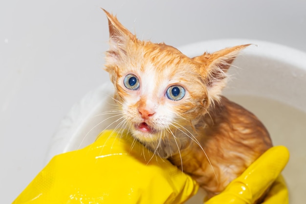 Gatito de jengibre asustado divertido mojado con ojos saltones toma un baño Una mujer en guantes lava un gato