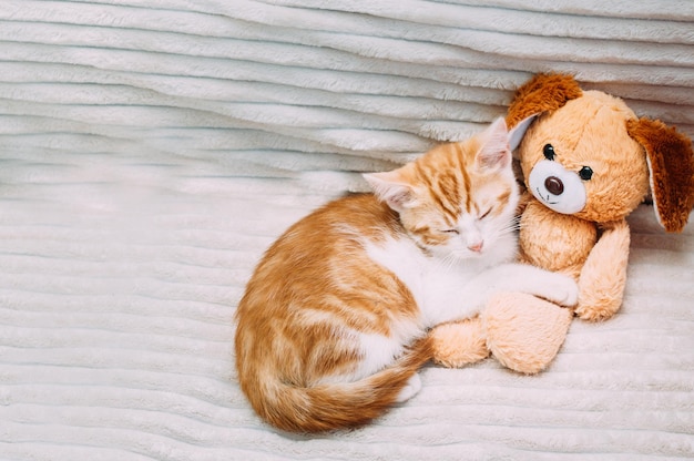 Gatito de jengibre duerme en la cama en un abrazo con un juguete