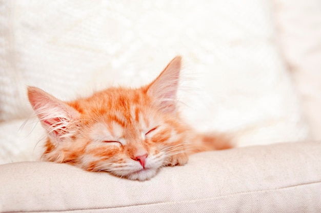 El gatito jengibre duerme en la cama en una habitación soleada