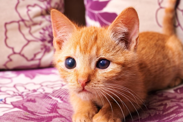 Gatito de jengibre se encuentra en una silla