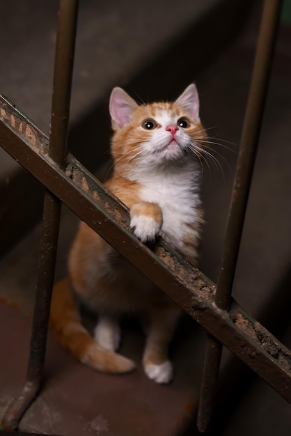 Gatito de jengibre sin hogar en la entrada