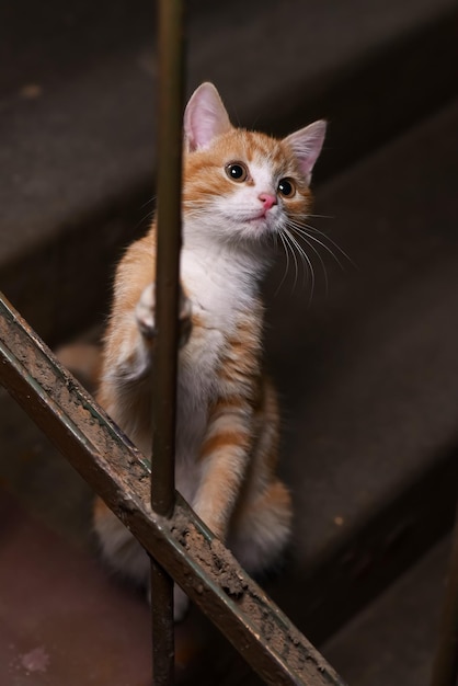 Gatito de jengibre sin hogar en la entrada