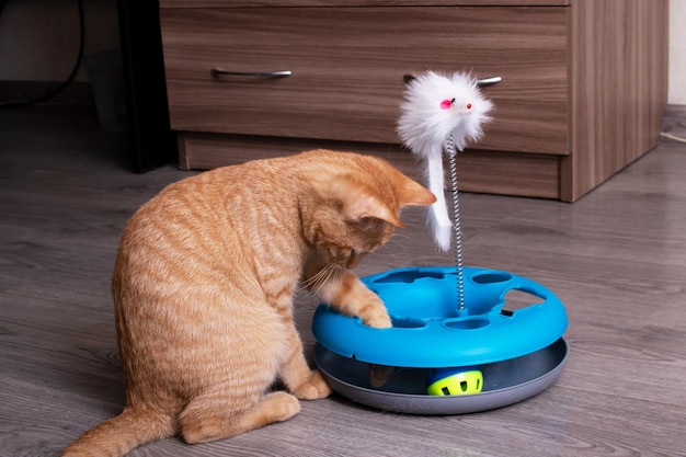 Gatito jengibre jugando con un juguete para gatos