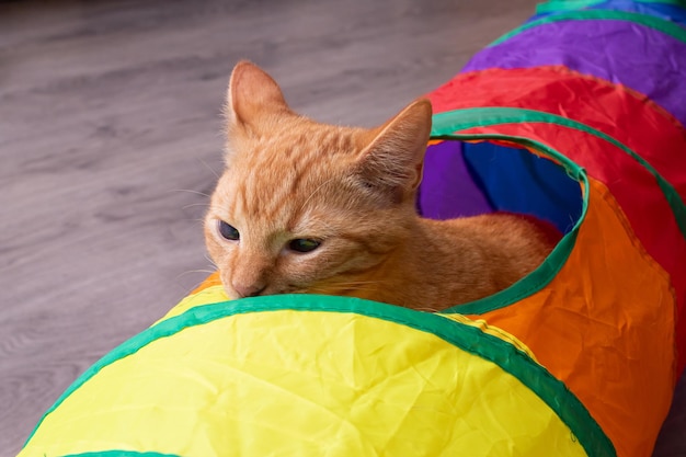 Gatito jengibre jugando con un túnel de juguete