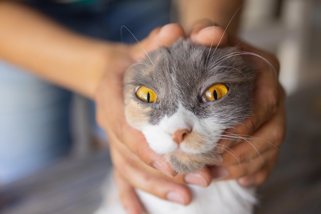 Gatito de jengibre en manos del hombre