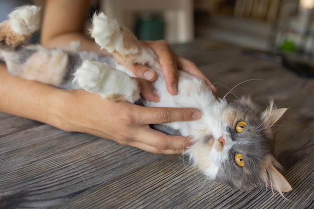 Gatito de jengibre en manos del hombre