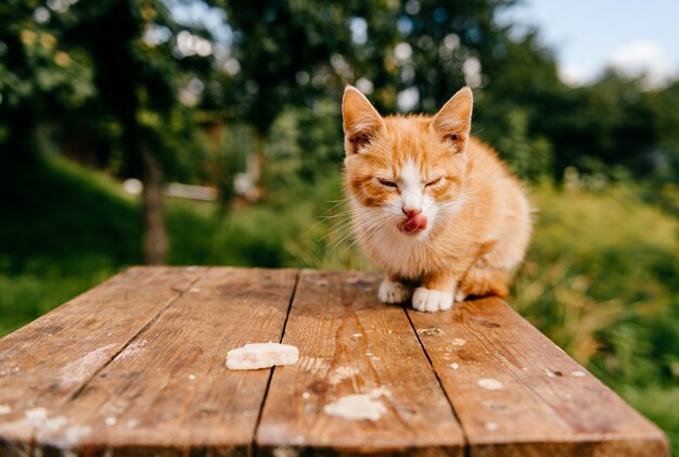 Gatito de jengibre en la mesa