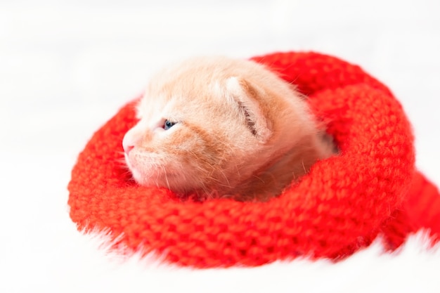 Gatito de jengibre navideño está dulcemente tomando el sol en un gorro de santa rojo tejido suave y acogedor