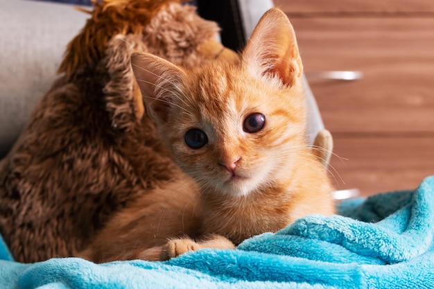 Gatito jengibre con ojos y oídos doloridos