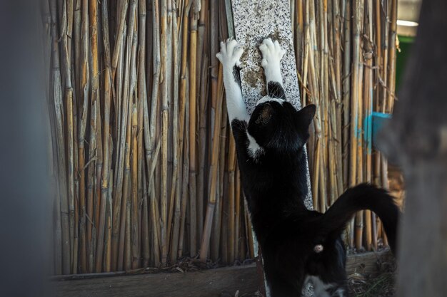 Un gatito joven afila sus garras contra la pared