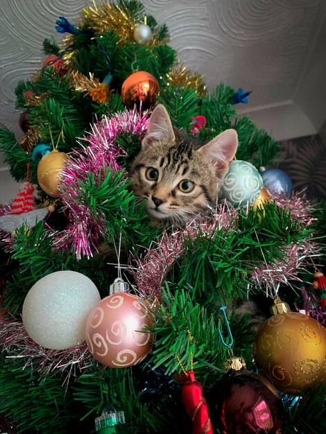 Gatito joven en un árbol de navidad