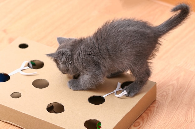 Un gatito juega con una caja de cartón de juguete hecha a mano interactiva con agujeros con juguetes para gatos en el interior