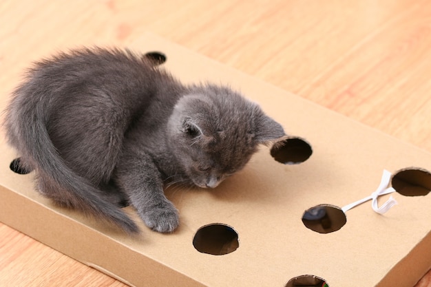 Un gatito juega con una caja de cartón de juguete hecha a mano interactiva con agujeros con juguetes para gatos en el interior