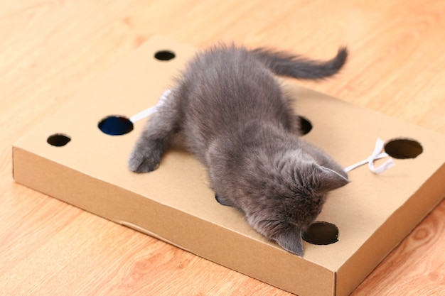 Un gatito juega con una caja de cartón de juguete hecha a mano interactiva con agujeros con juguetes para gatos en el interior