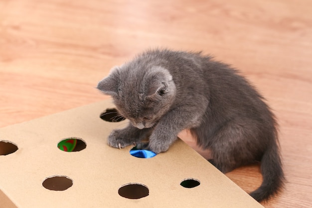 Un gatito juega con una caja de cartón de juguete hecha a mano interactiva con agujeros con juguetes para gatos en el interior