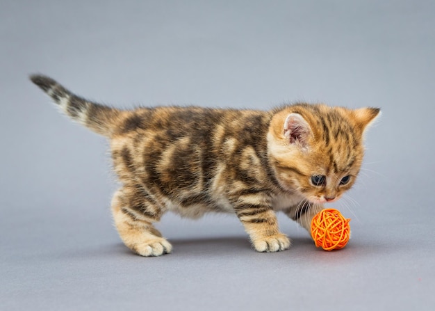 Gatito juega con pelotas