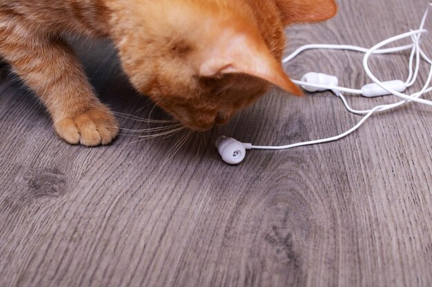 Gatito jugando con cable de auriculares blanco closeup