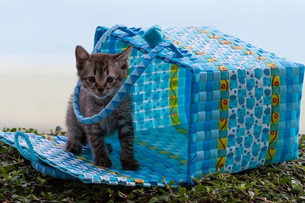 Foto gatito jugando con la canasta en el césped