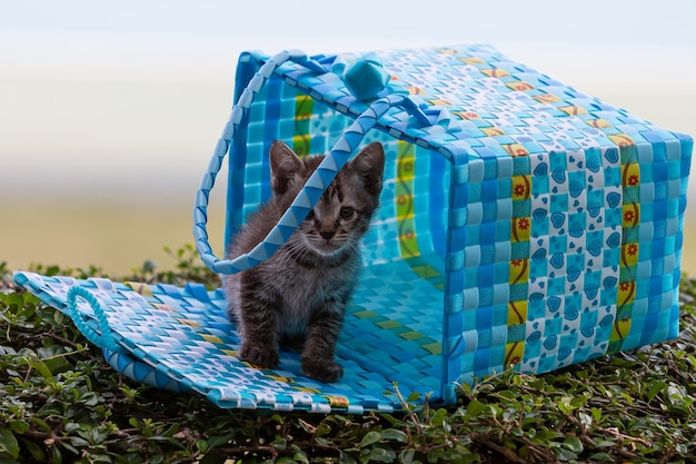 Foto gatito jugando con la canasta en el césped