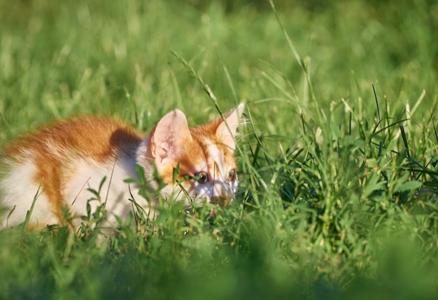 Gatito jugando en la hierba.