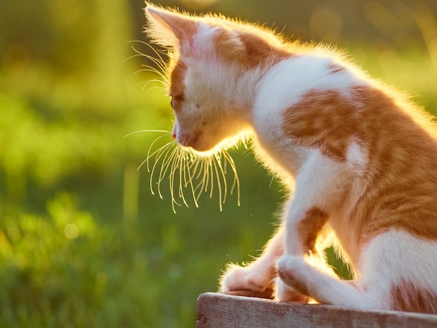 Gatito jugando en el jardín