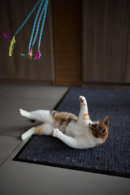 Gatito jugando con un juguete en una cuerda