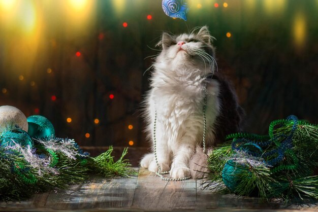 Gatito jugando con juguetes de Navidad Gato debajo de un árbol de Navidad Feliz celebración con juguetes de Navidad