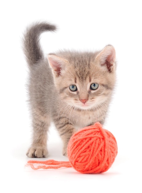 Gatito jugando con un ovillo de lana