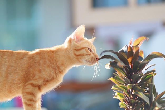 Foto gatito jugando con la planta.