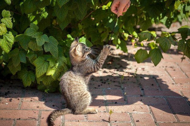 Gatito jugando con plumas en el patio