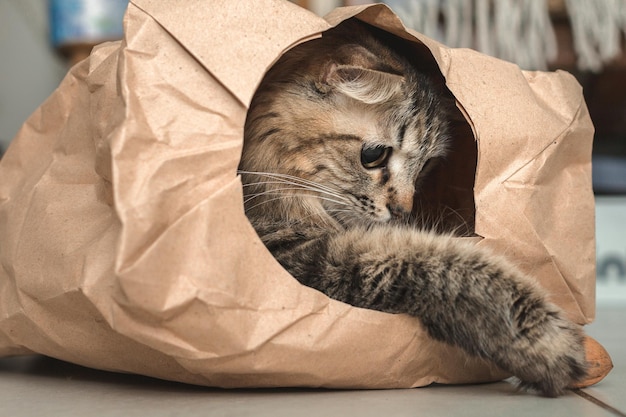 Foto el gatito está jugando sentado en una bolsa de papel.