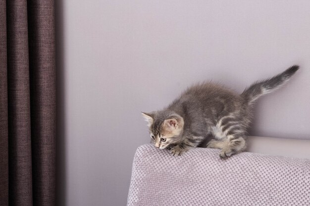 Gatito jugando en el sofá. Pequeño gato lindo y esponjoso.