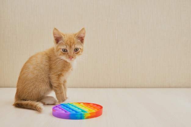 Foto gatito y juguete antiestrés póngalo sobre la mesa