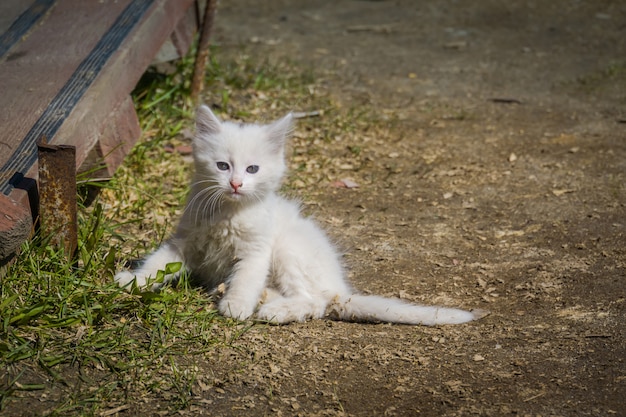 Gatito juguetón blanco al aire libre