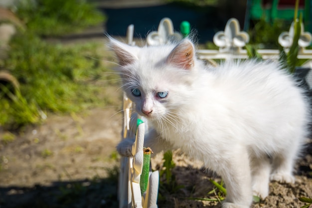 Gatito juguetón blanco al aire libre