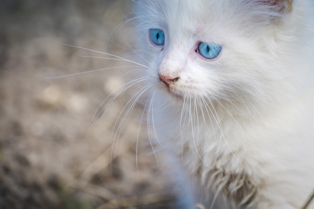 Gatito juguetón blanco al aire libre