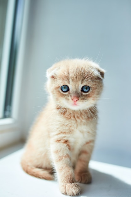 gatito juguetón en casa cerca de la ventana.