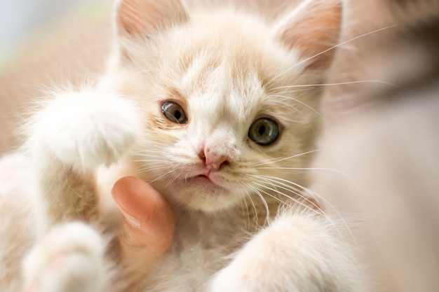 Gatito con labio de conejo.